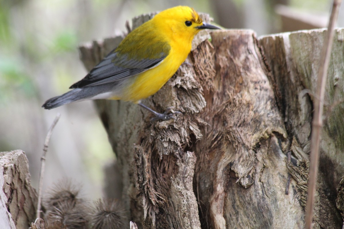 Prothonotary Warbler - ML621740434