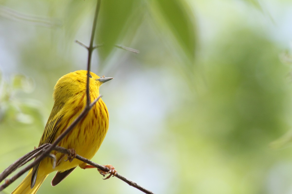 Yellow Warbler - ML621740437