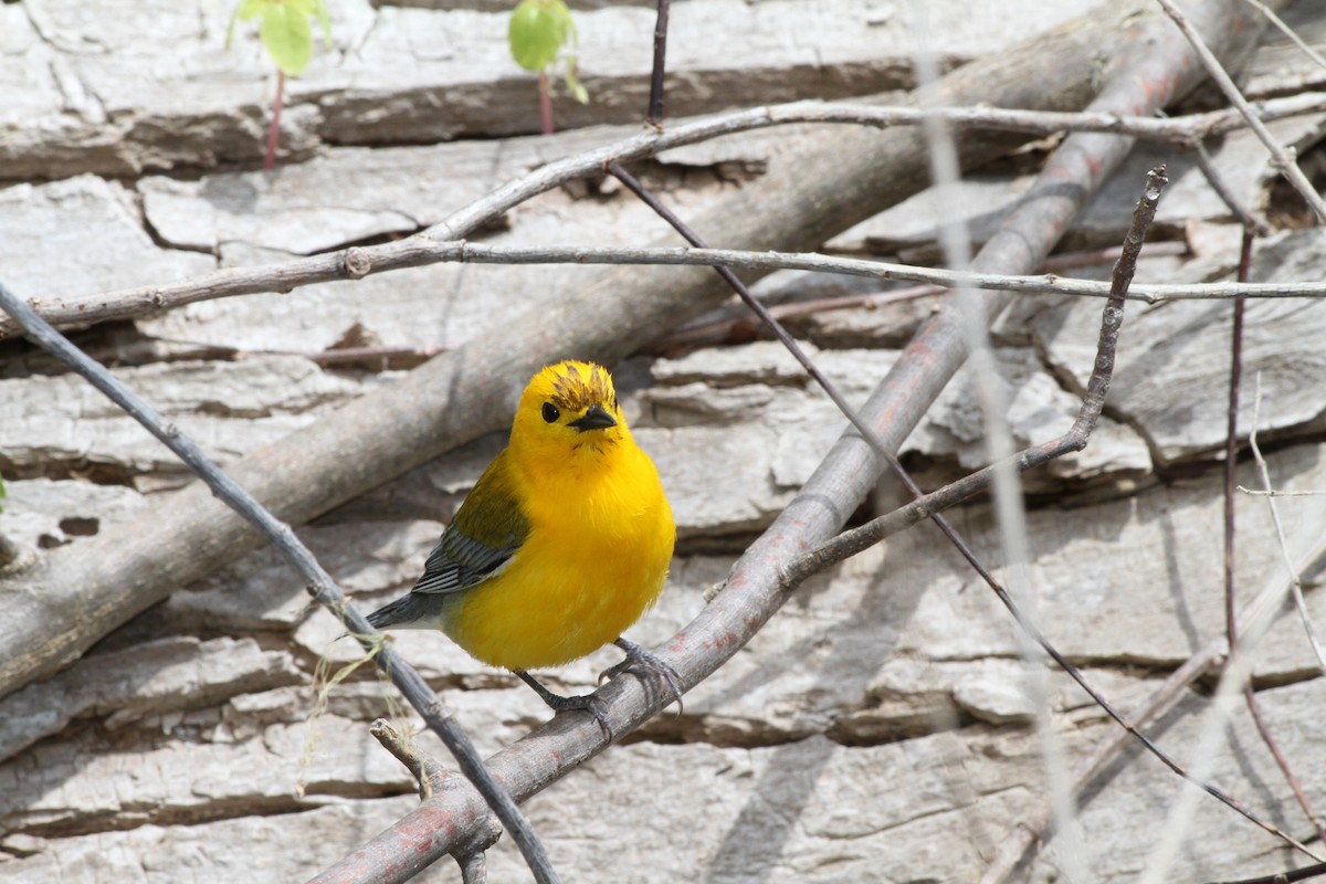 Prothonotary Warbler - ML621740439