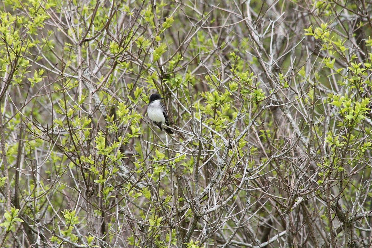 Eastern Kingbird - ML621740441