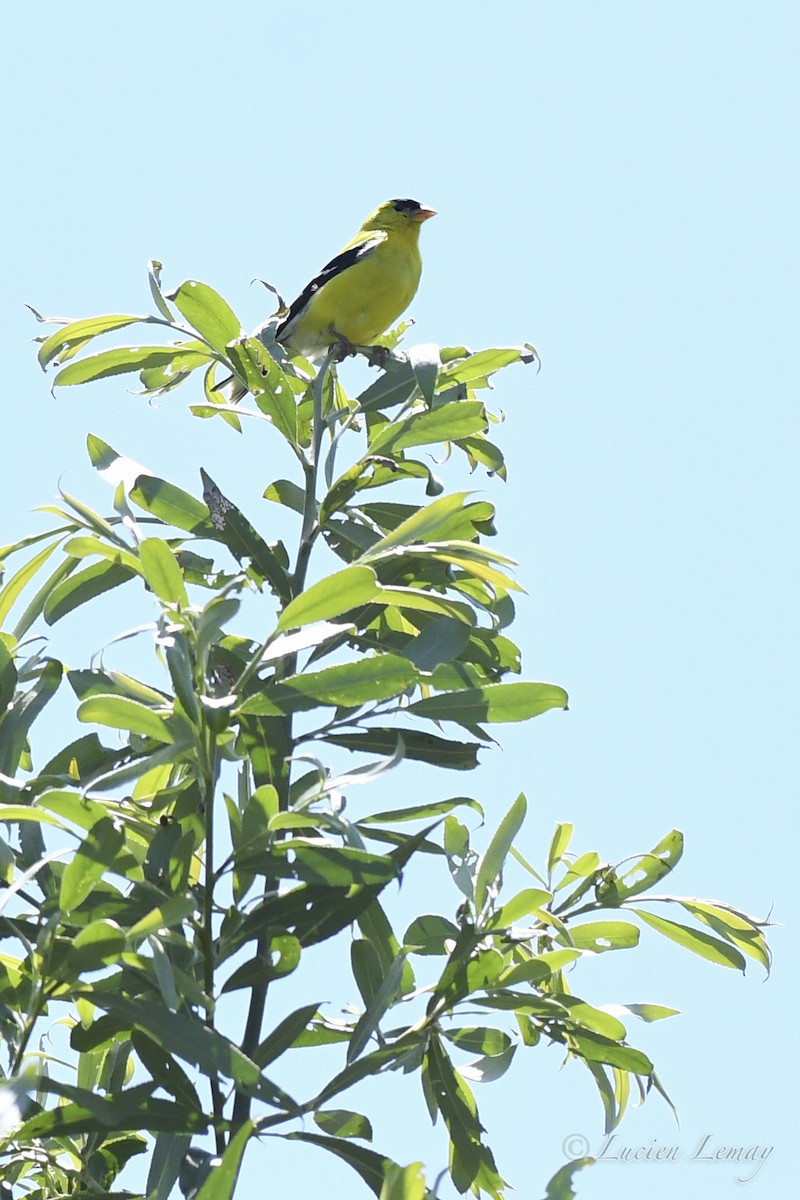 Chardonneret jaune - ML621740463