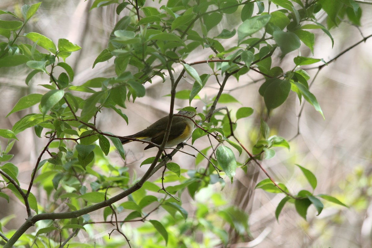 American Redstart - ML621740488