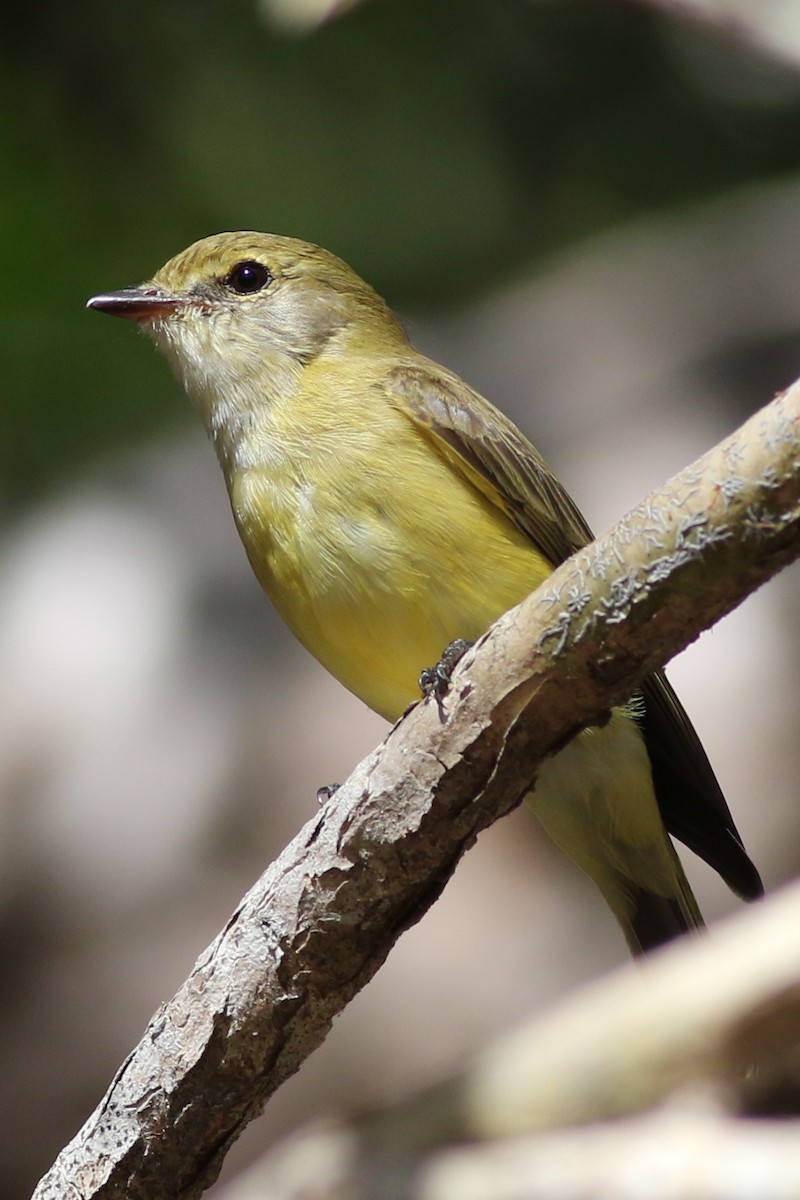 Lemon-bellied Flyrobin - ML621740603