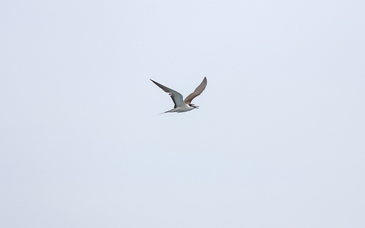 Bridled Tern - ML621740604