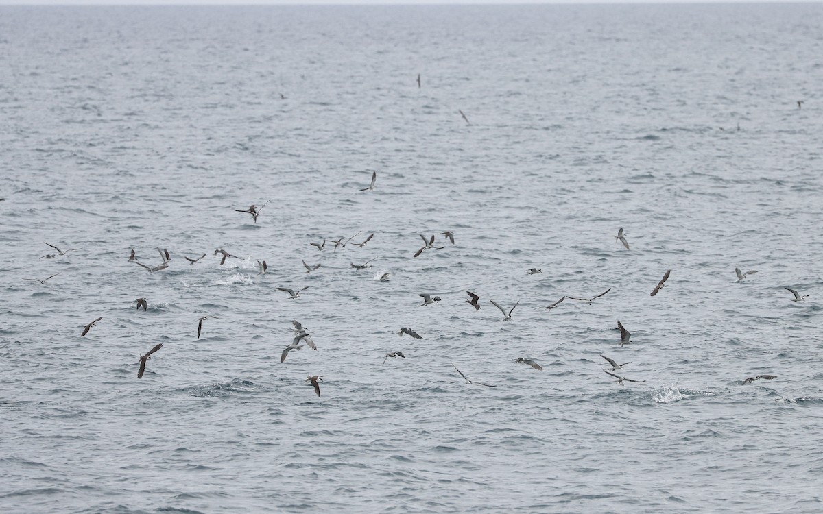 Bridled Tern - ML621740605