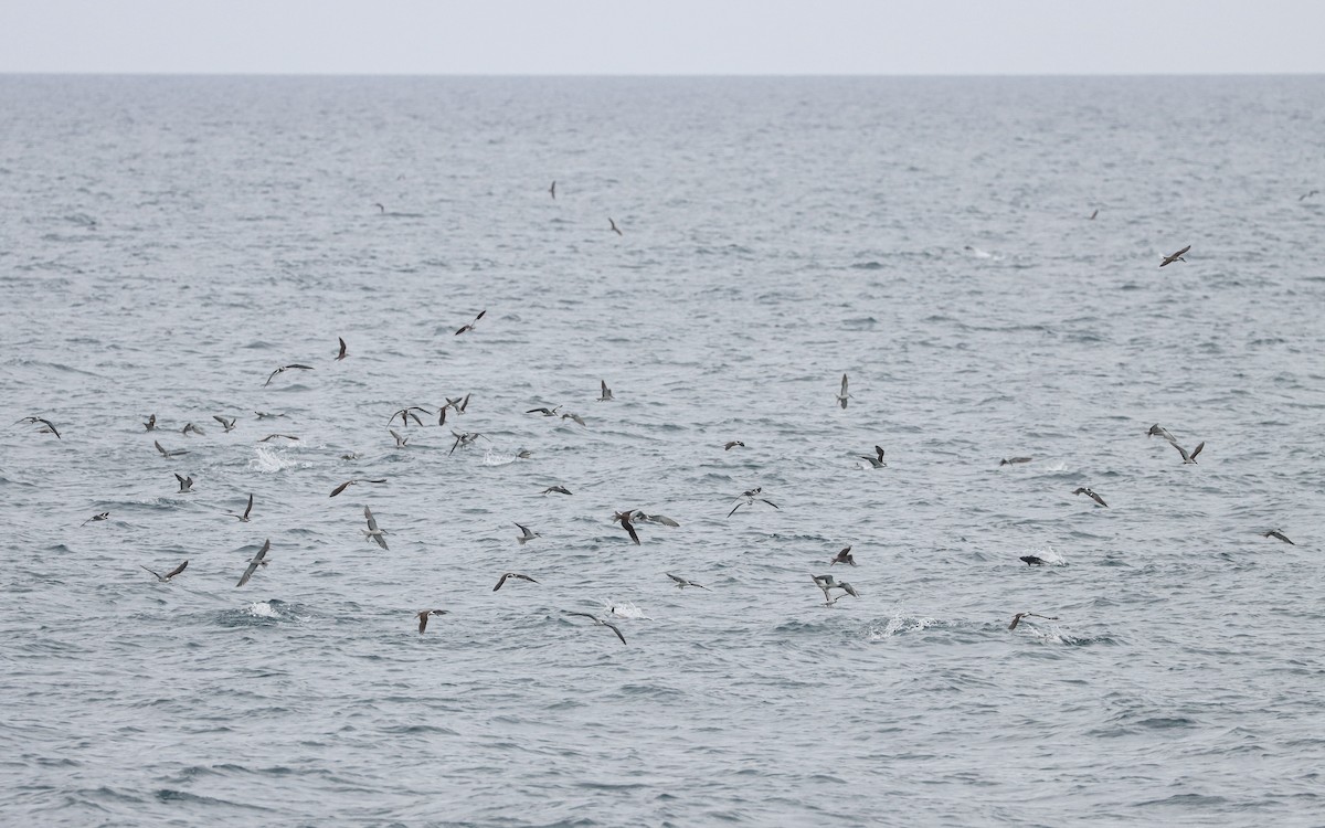 Bridled Tern - ML621740606