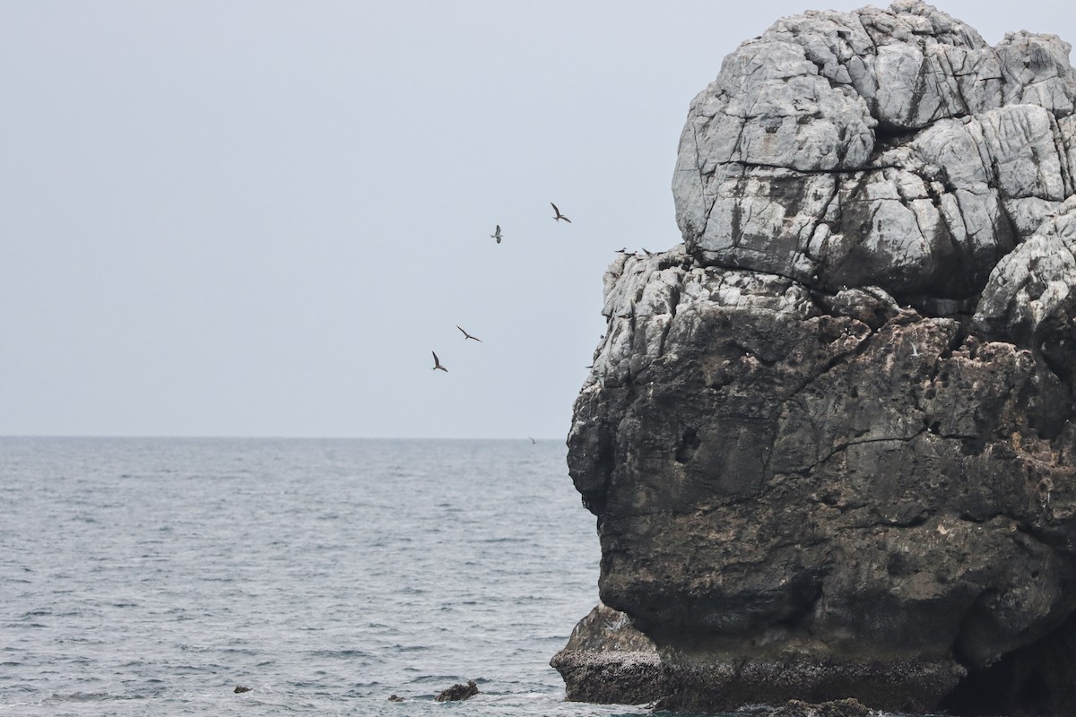 Bridled Tern - ML621740607