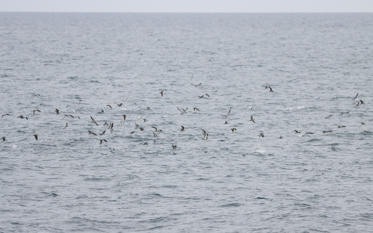 Bridled Tern - ML621740608