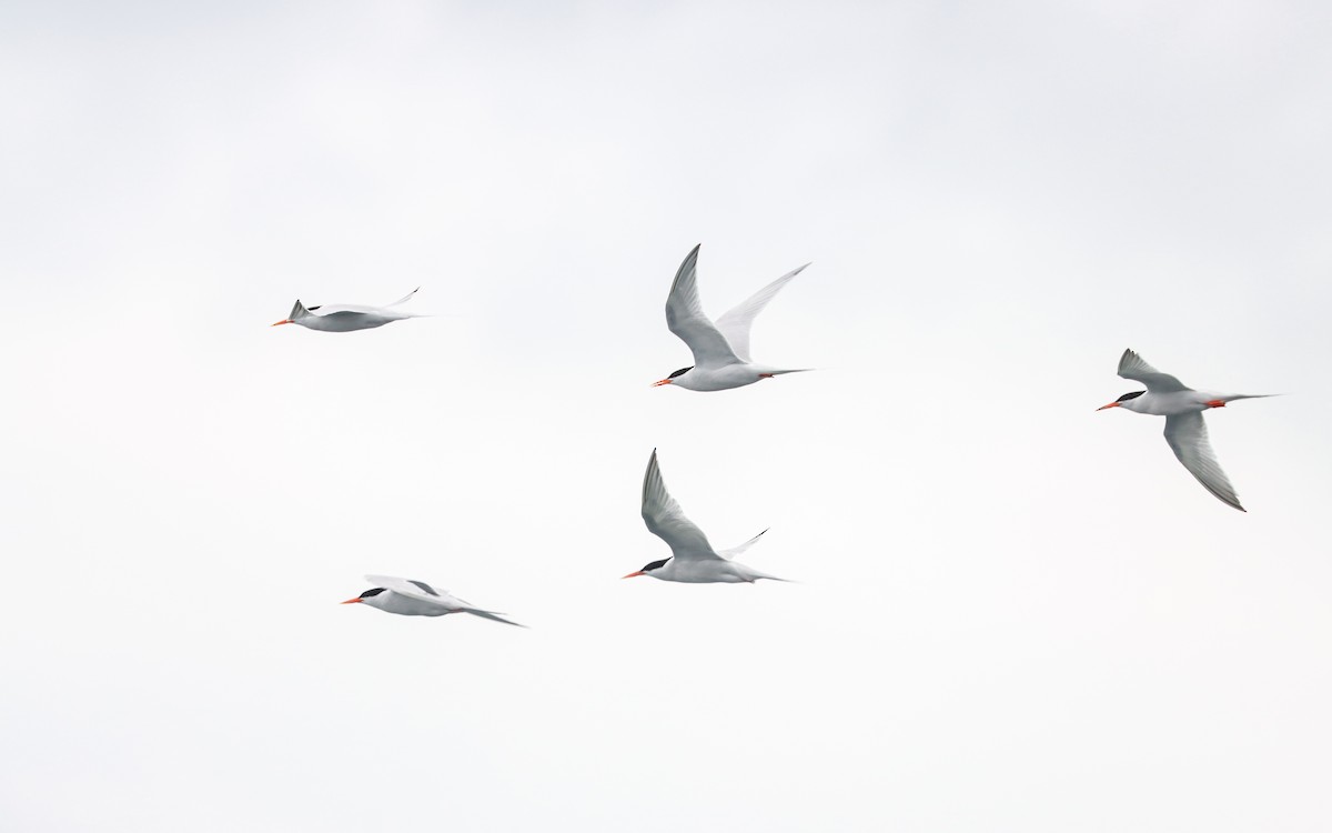 Roseate Tern - ML621740612