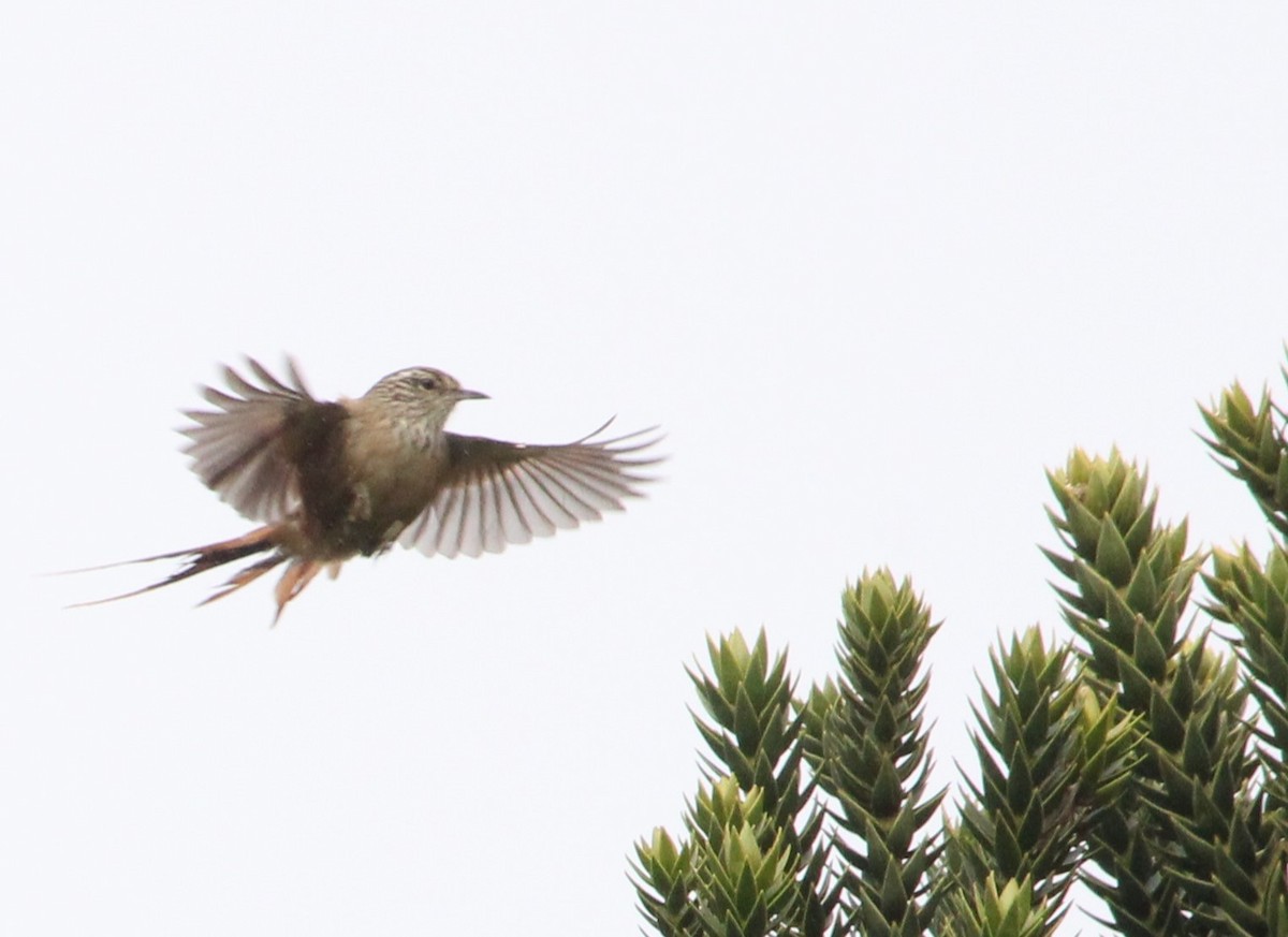 Araucaria Tit-Spinetail - ML621740705