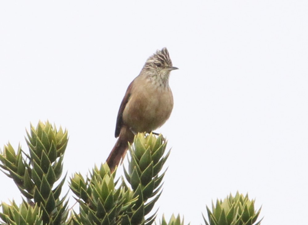 Araucaria Tit-Spinetail - ML621740706