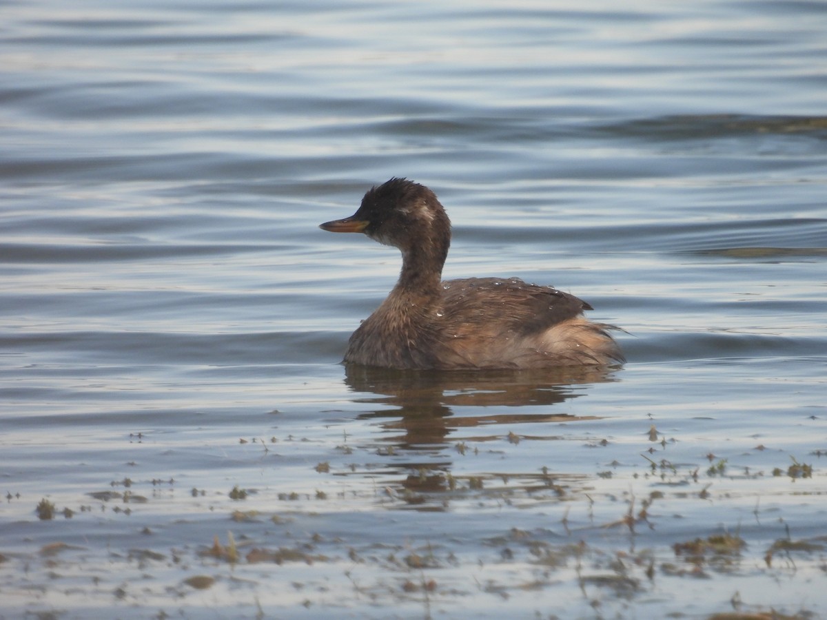 Little Grebe - ML621740738