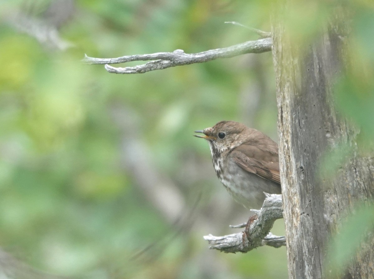 Gray-cheeked Thrush - ML621740744