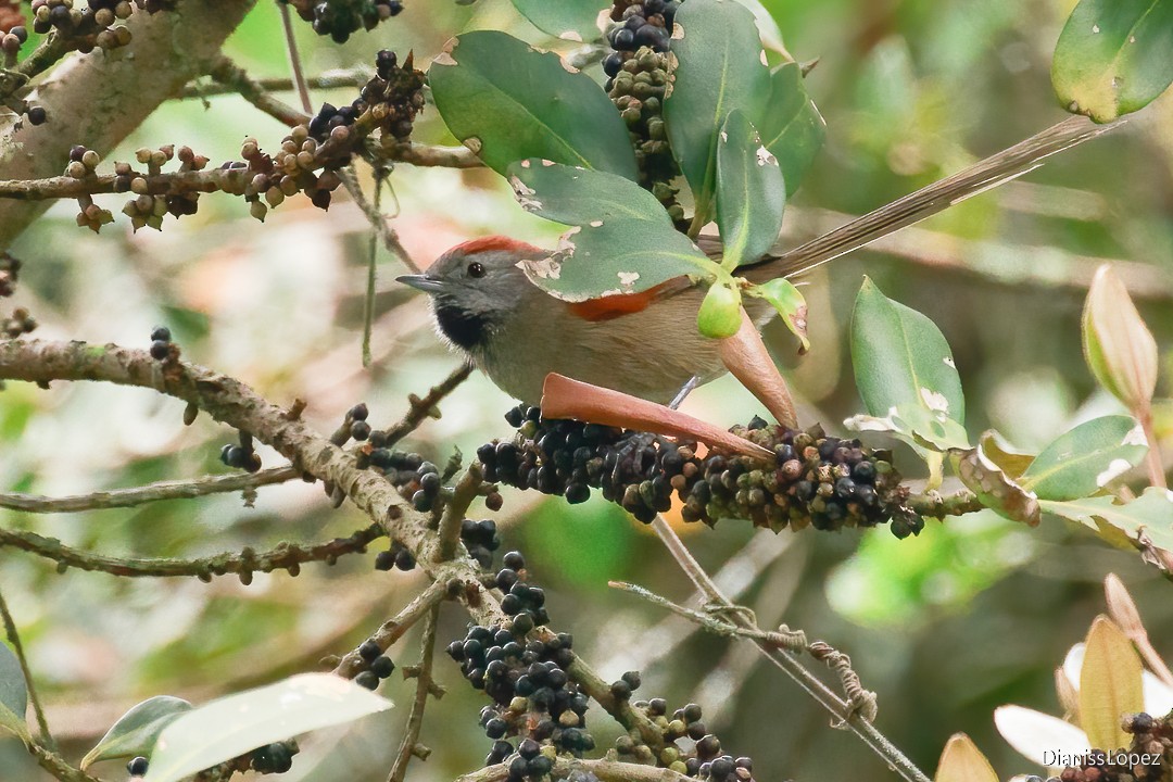 Silvery-throated Spinetail - ML621740775