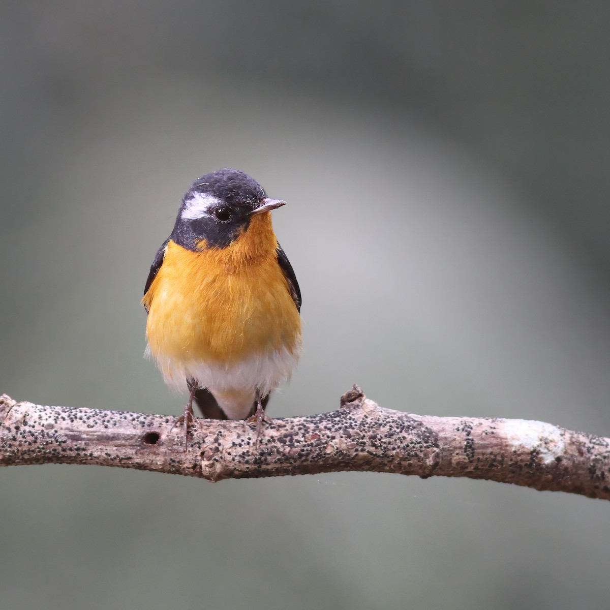 Mugimaki Flycatcher - ML621740811