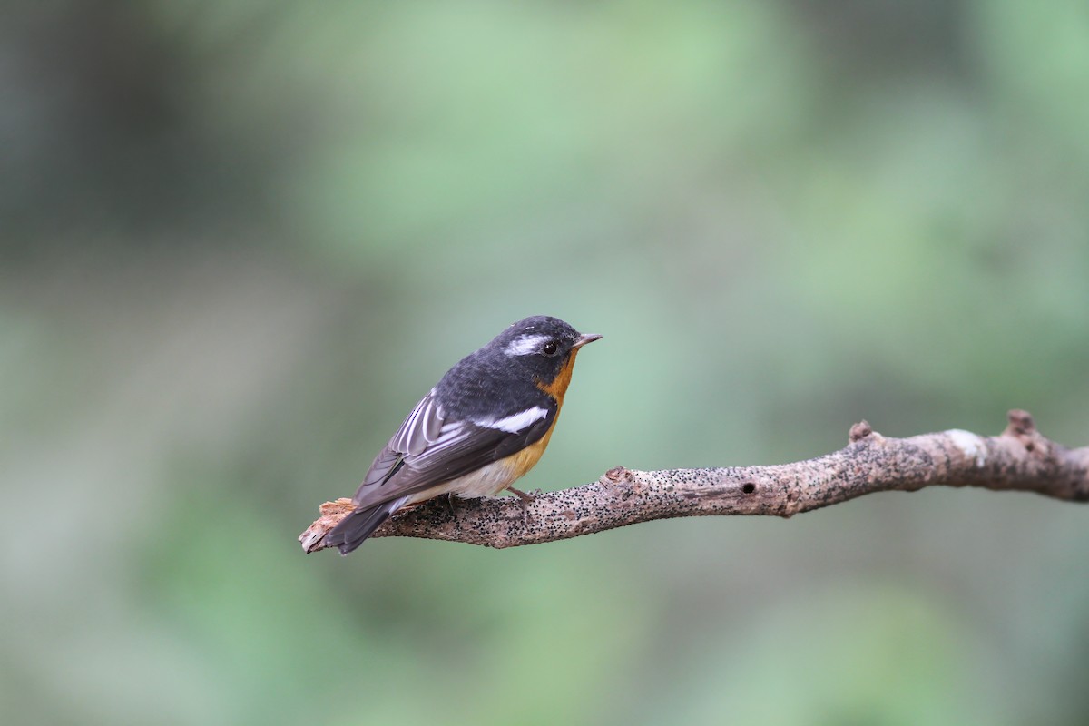 Mugimaki Flycatcher - ML621740869