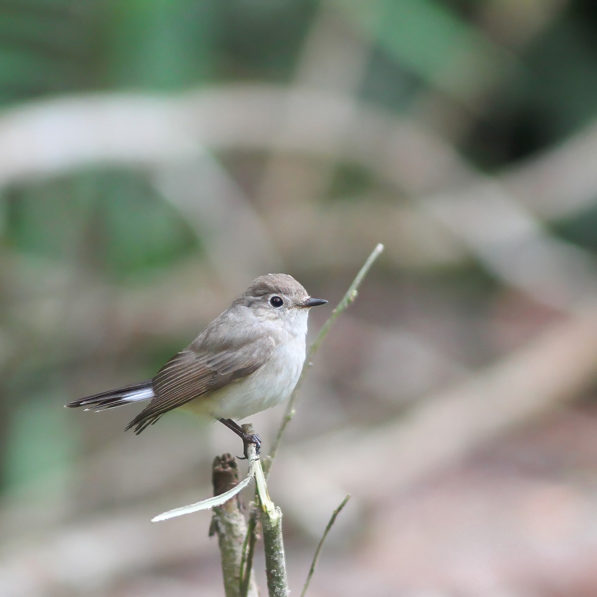 Taiga Flycatcher - ML621740901