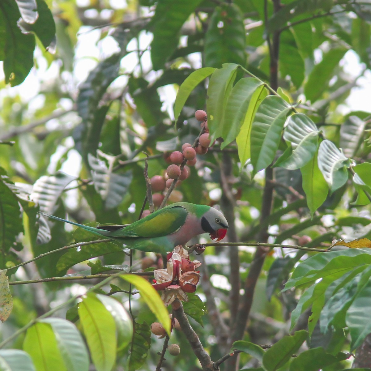 Red-breasted Parakeet - ML621740941