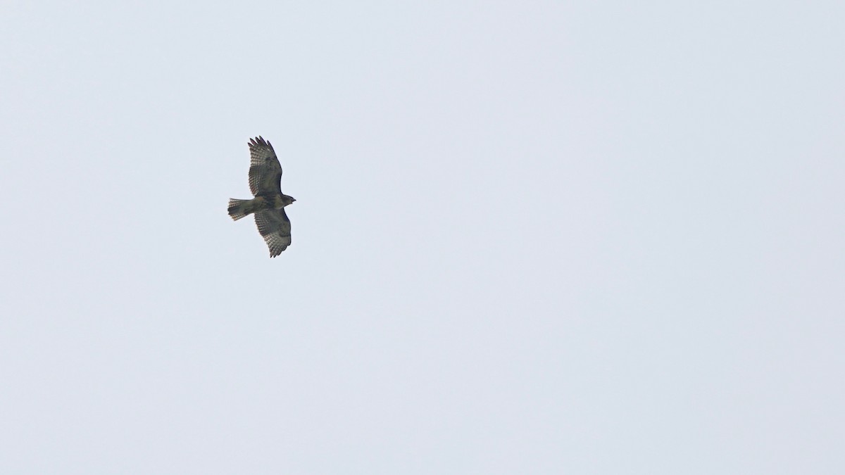 Red-tailed Hawk - ML621740958