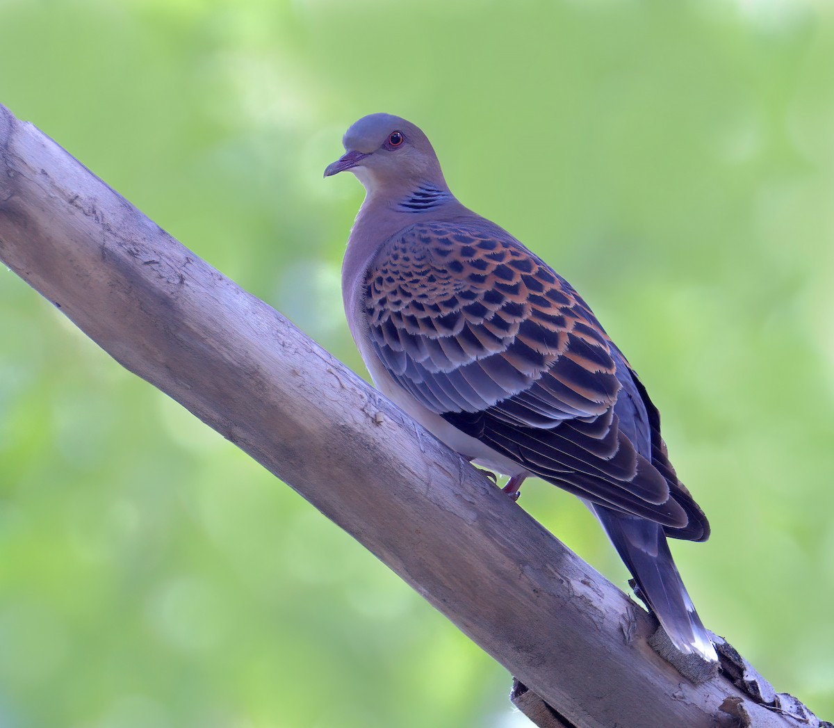 European Turtle-Dove - ML621741003