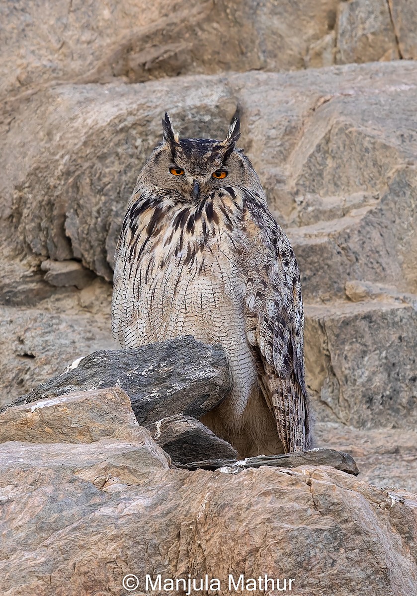 Eurasian Eagle-Owl - Manjula Mathur