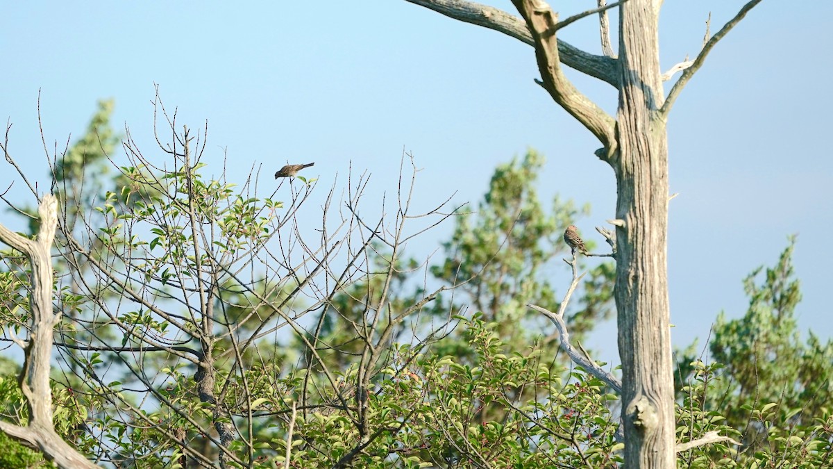 Blue Grosbeak - Indira Thirkannad