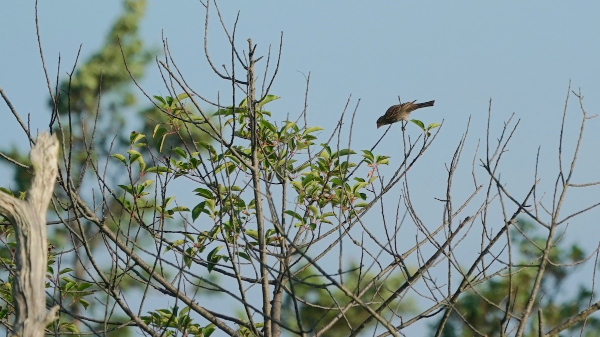 Blue Grosbeak - ML621741096