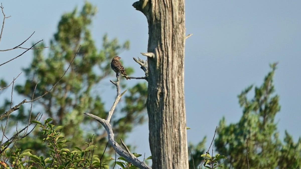 Blue Grosbeak - ML621741097