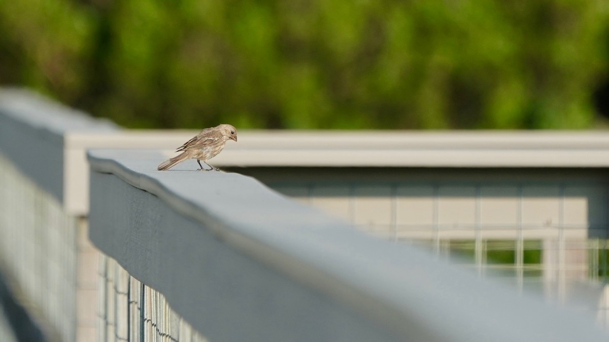 Blue Grosbeak - ML621741136