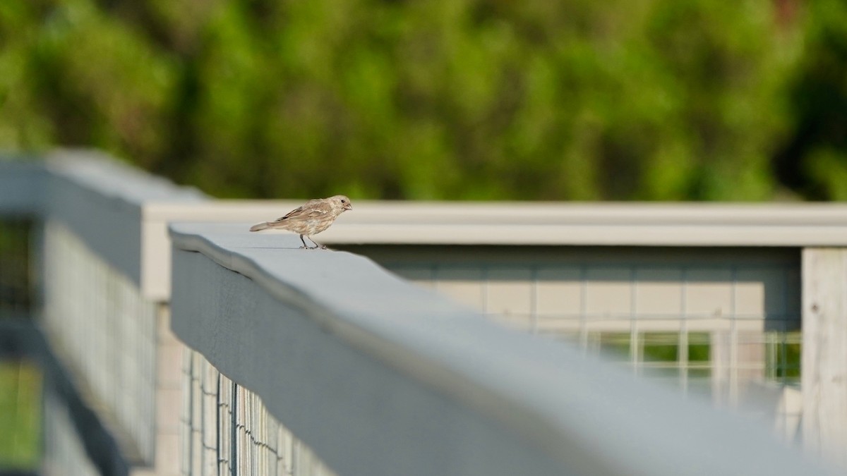 Blue Grosbeak - ML621741140