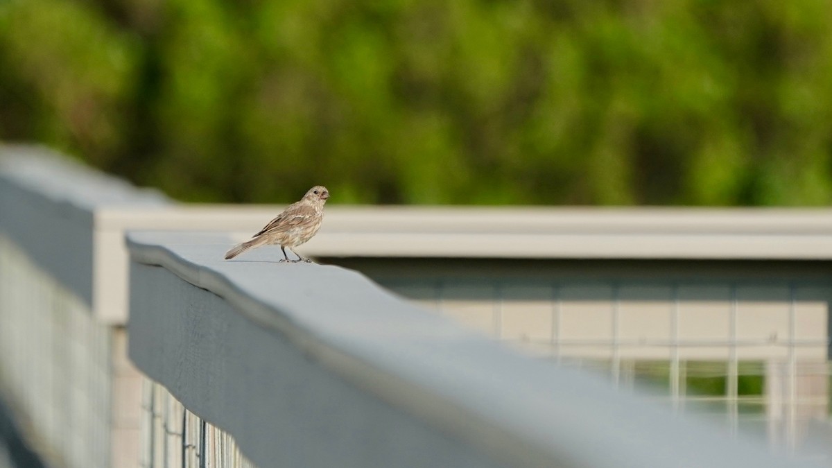 Blue Grosbeak - ML621741141