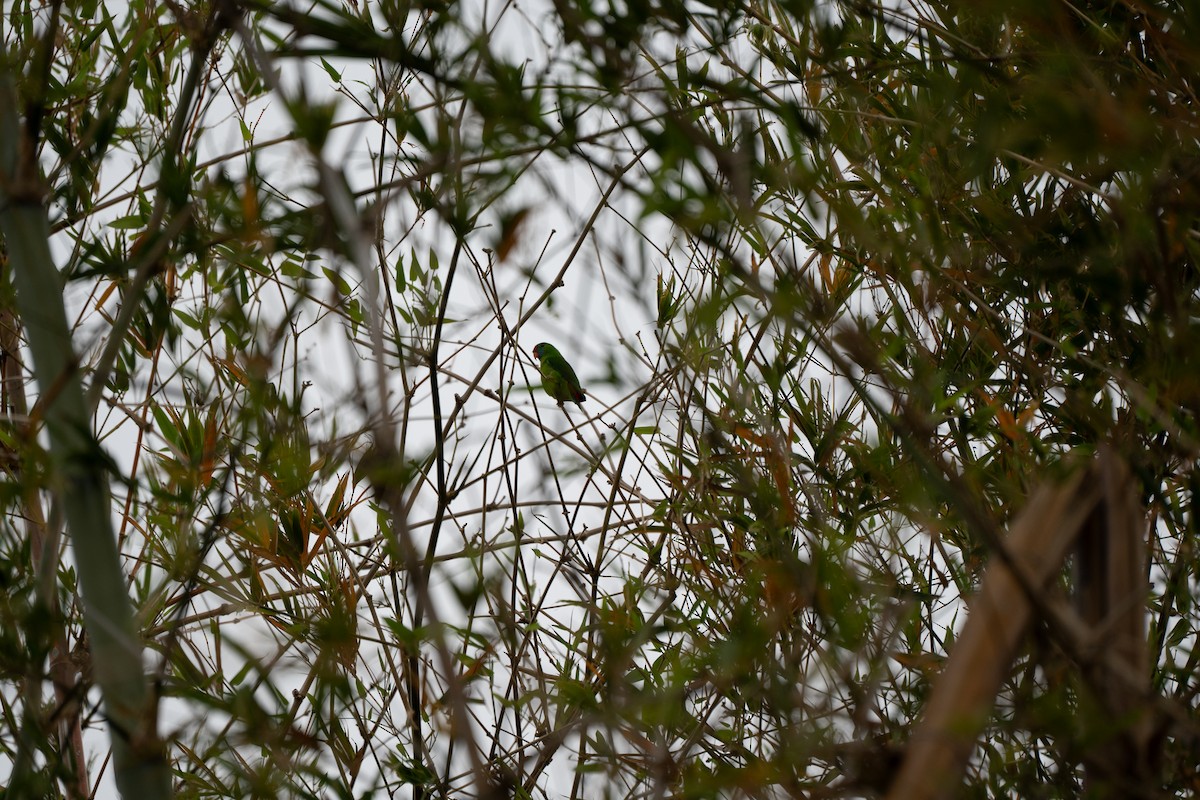 Philippine Hanging-Parrot - ML621741171