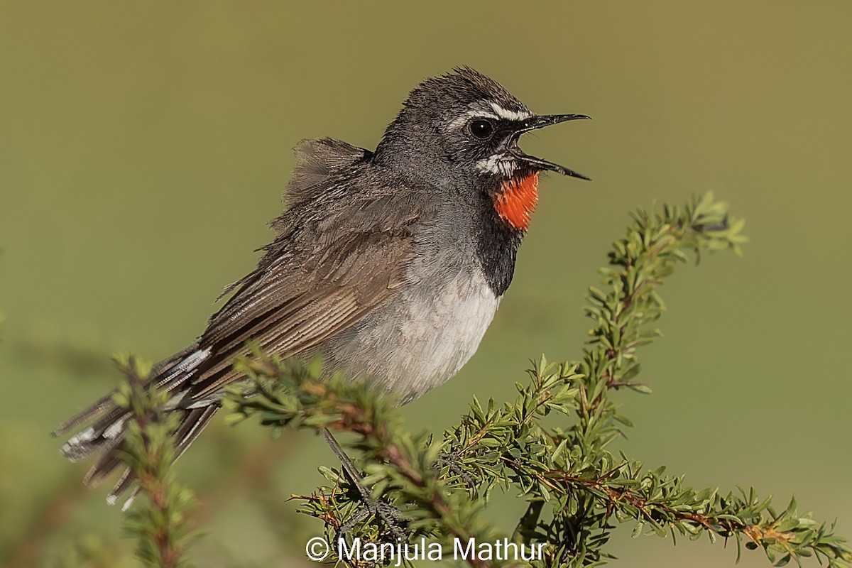 Chinese Rubythroat - ML621741176