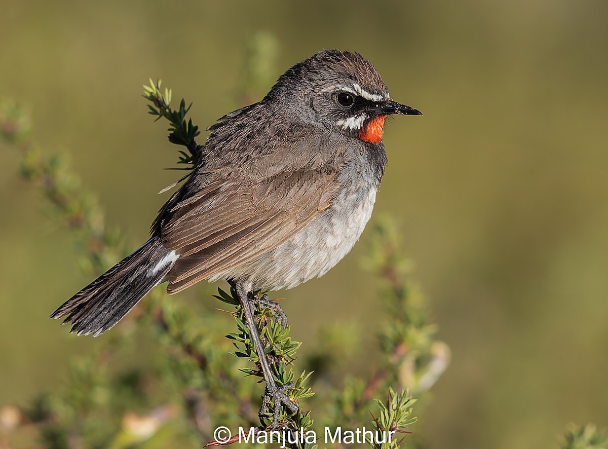 Chinese Rubythroat - ML621741178