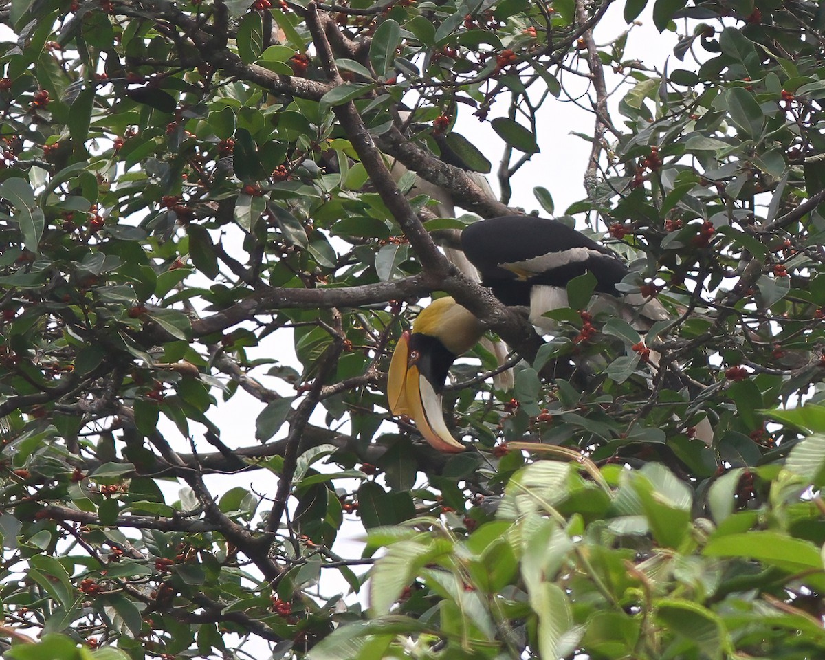 Great Hornbill - ML621741215