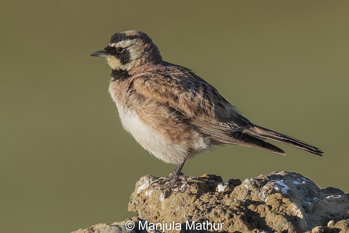 Horned Lark - ML621741268