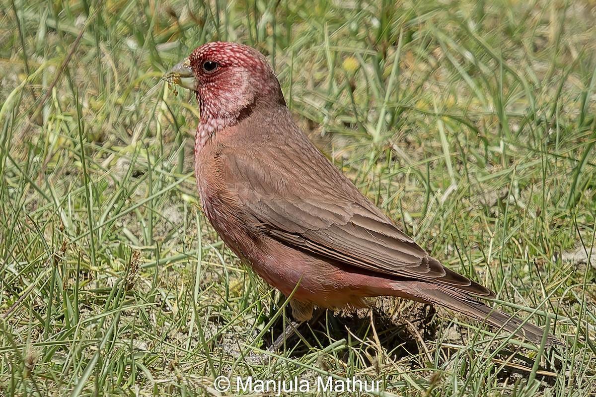 Great Rosefinch - ML621741272