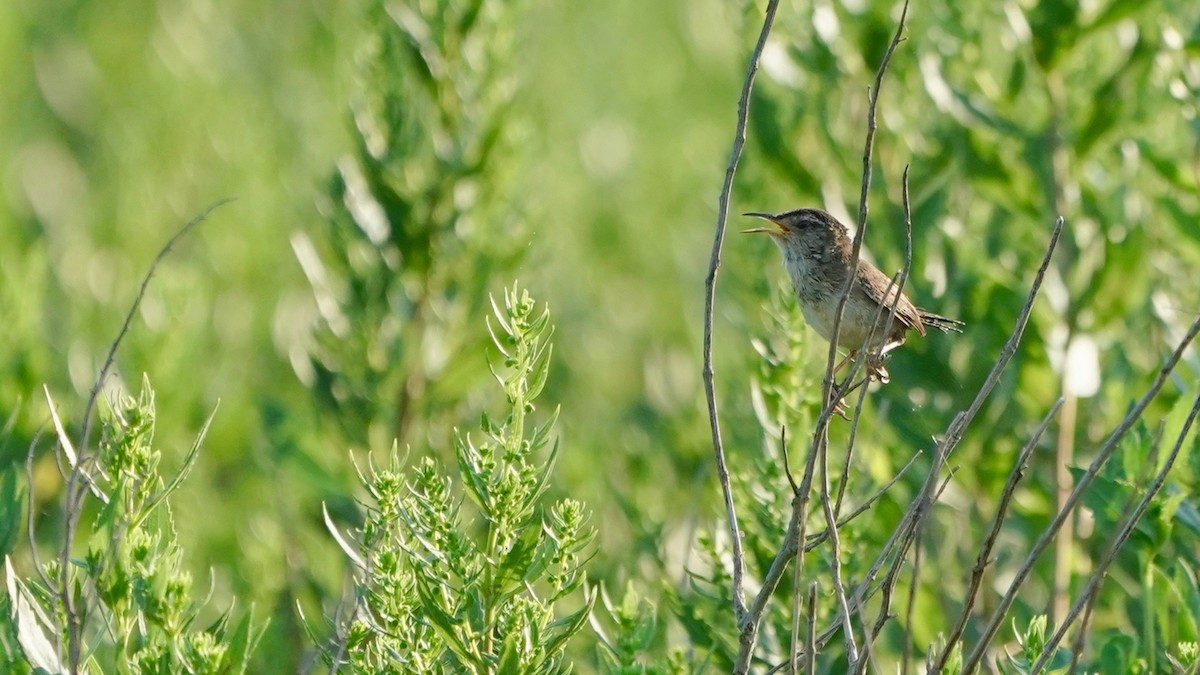 Marsh Wren - ML621741283