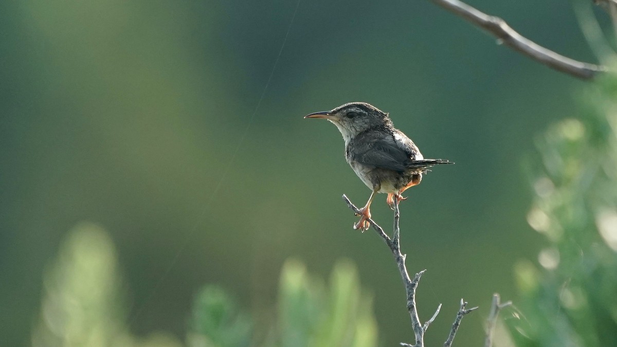 Marsh Wren - ML621741284