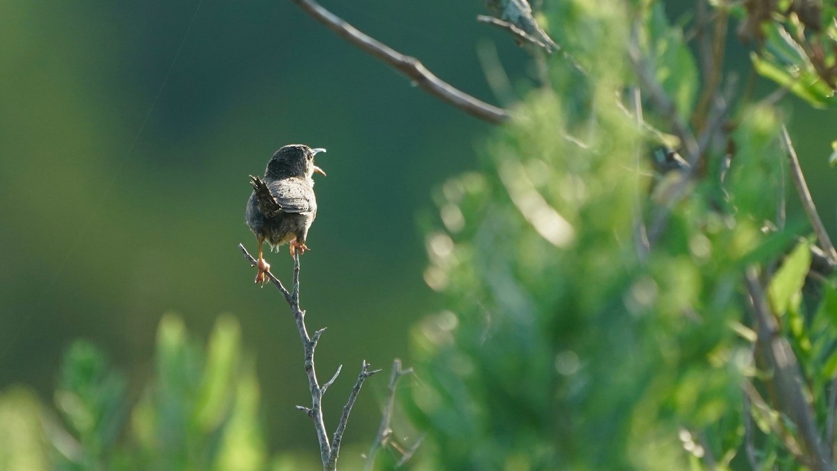 Marsh Wren - ML621741285