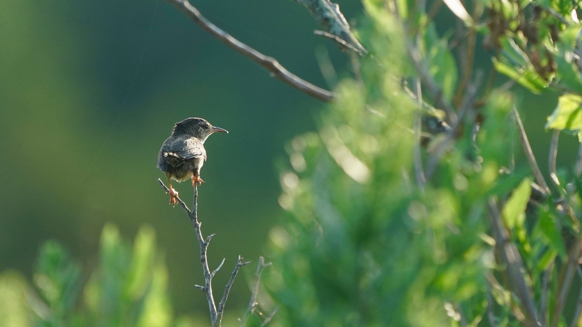 Marsh Wren - ML621741287