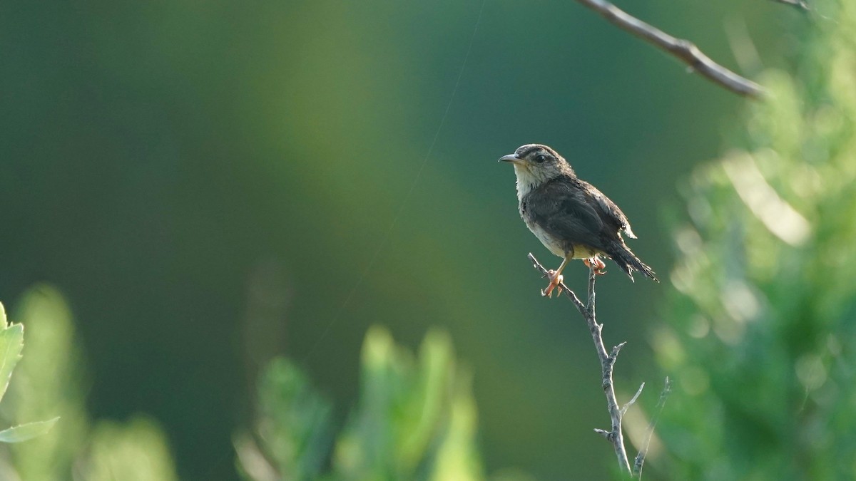 Marsh Wren - ML621741288