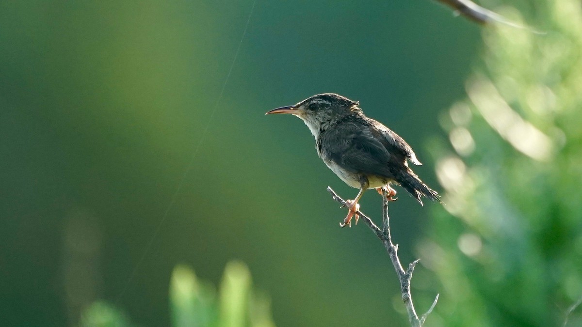 Marsh Wren - ML621741289