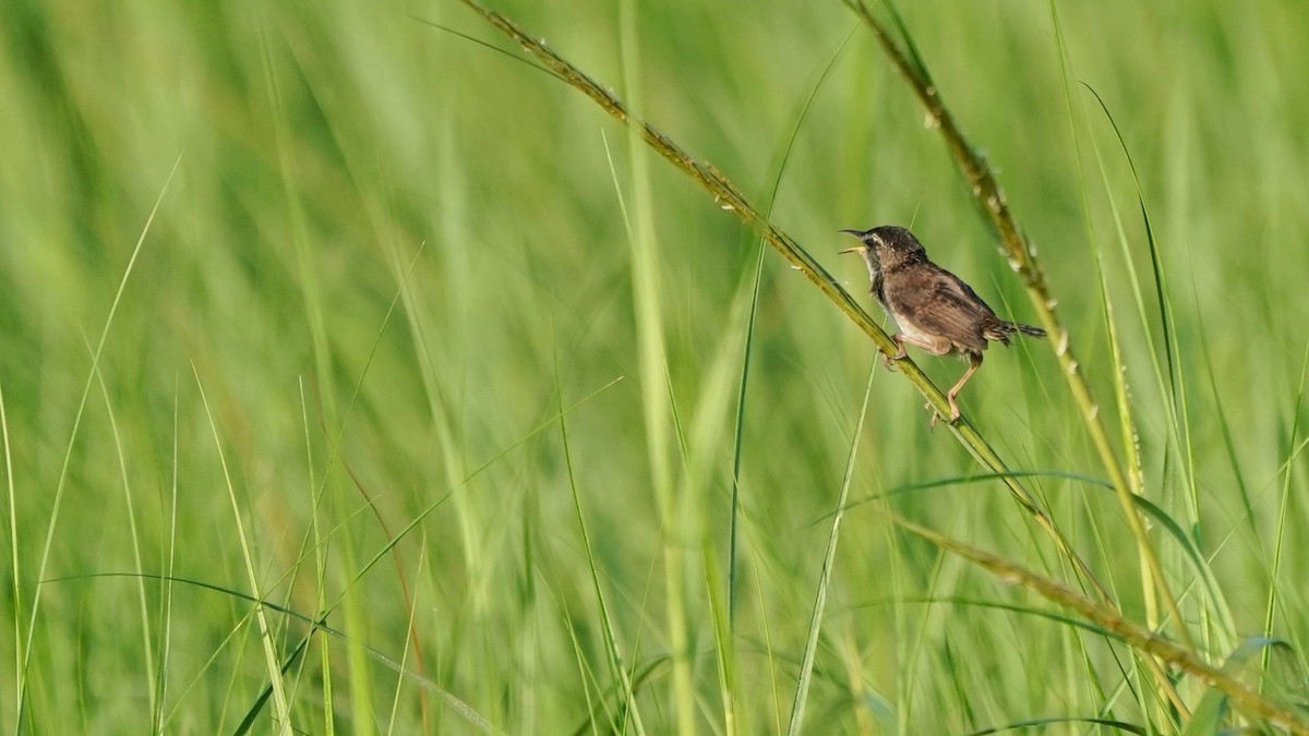 Marsh Wren - ML621741291