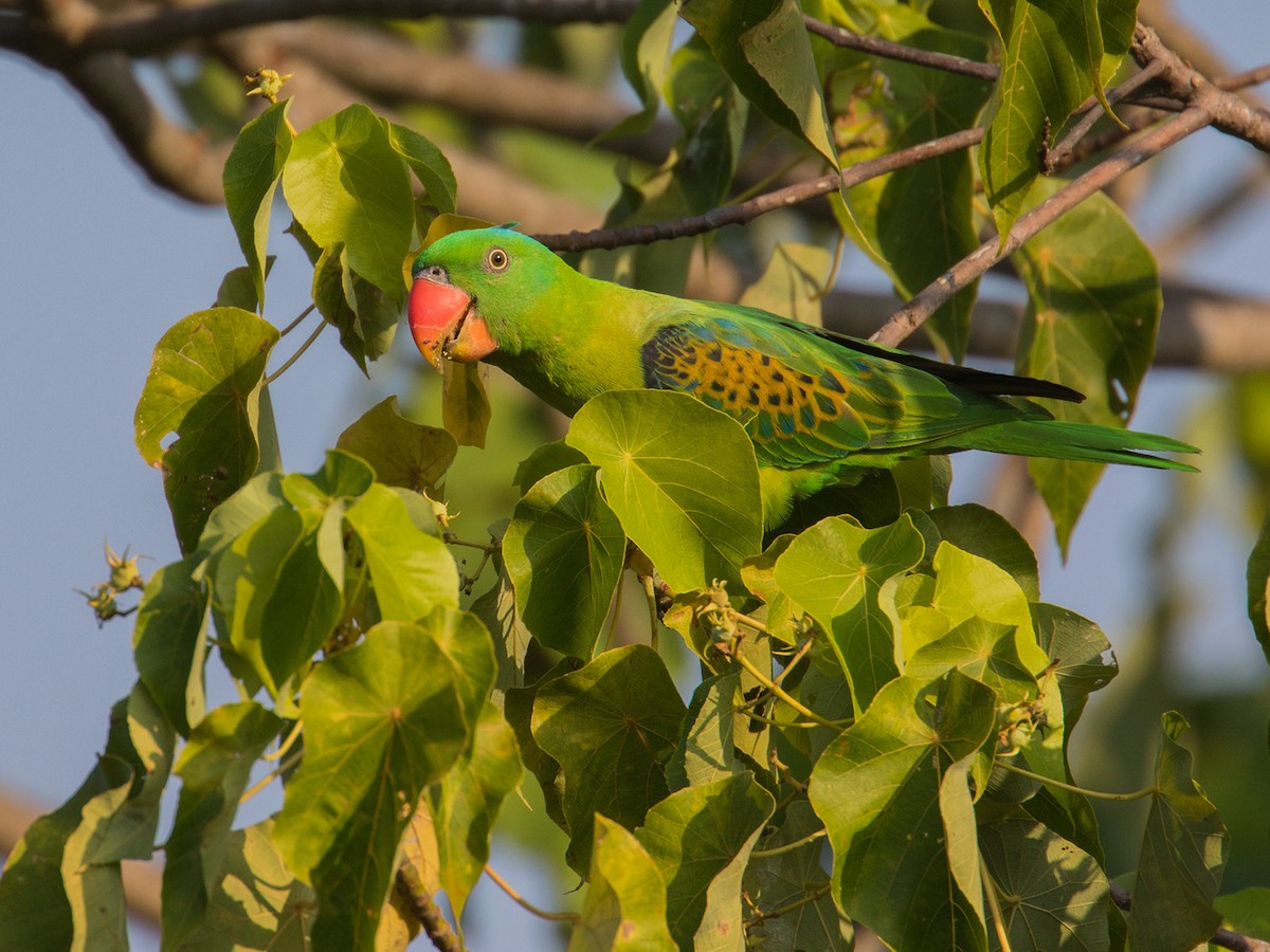 Blue-naped Parrot - ML621741348