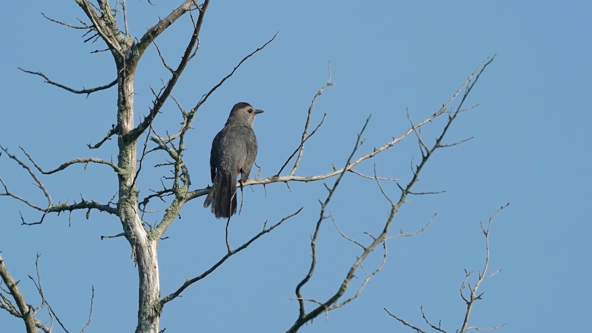 Gray Catbird - ML621741354