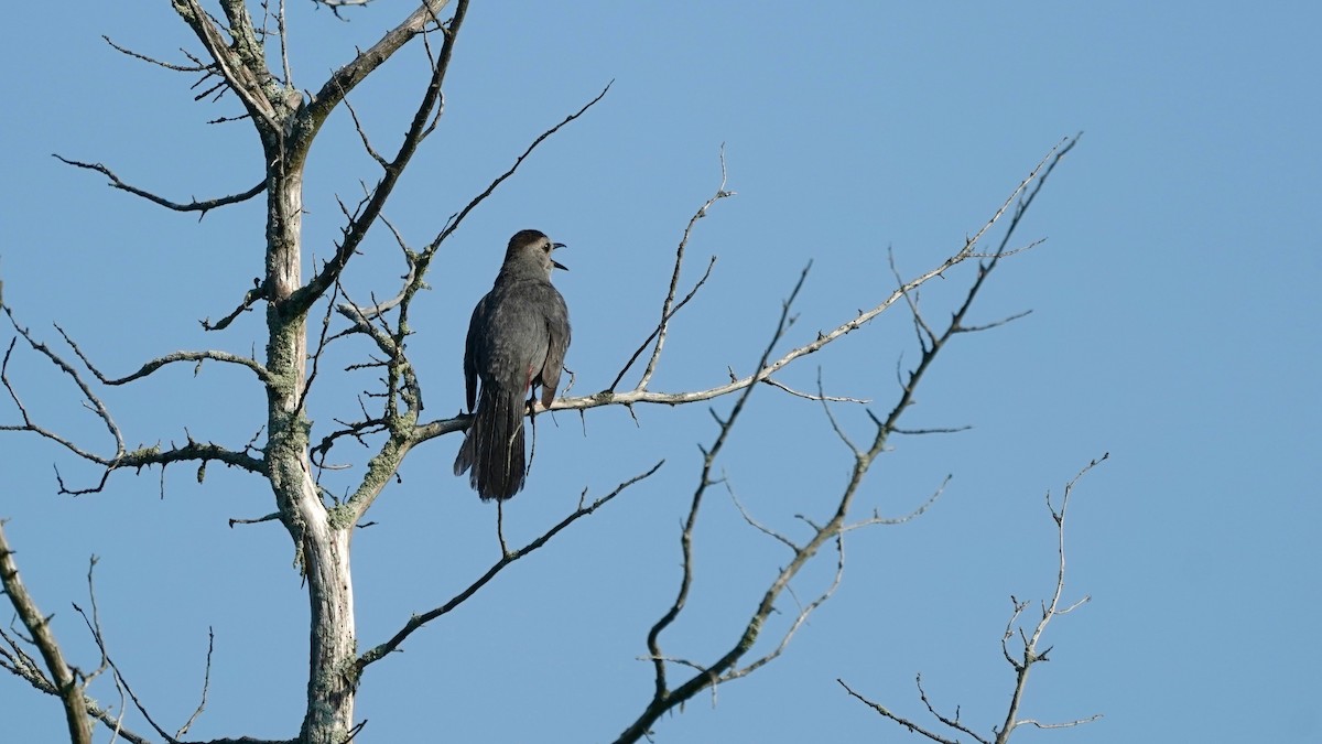 Gray Catbird - Indira Thirkannad