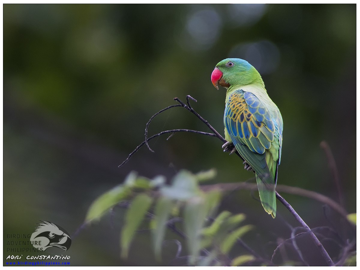 Blue-naped Parrot - ML621741367