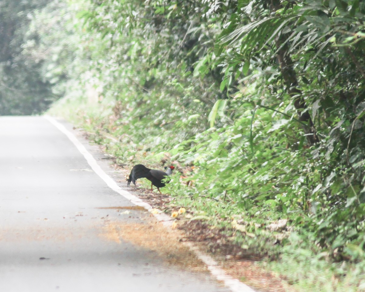 Siamese Fireback - ML621741378