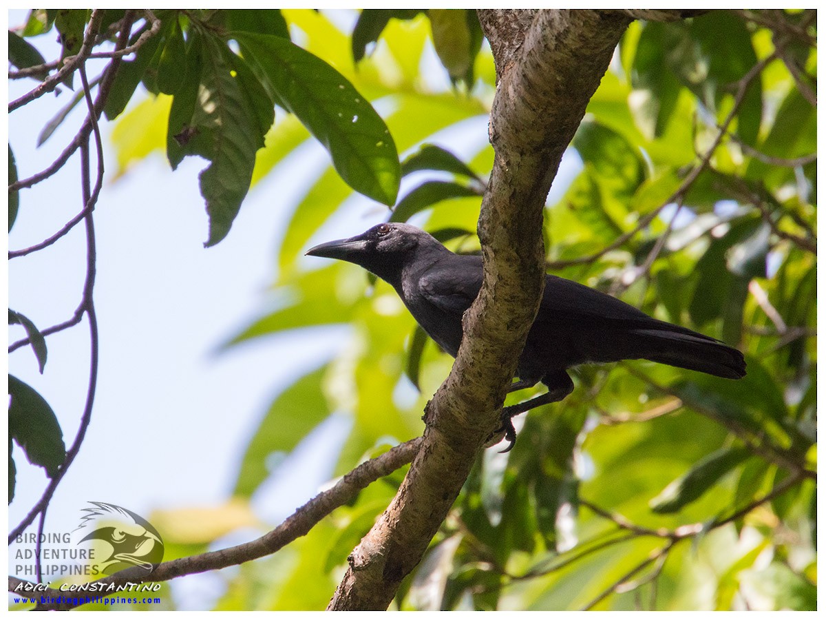 Palawan Crow - ML621741390